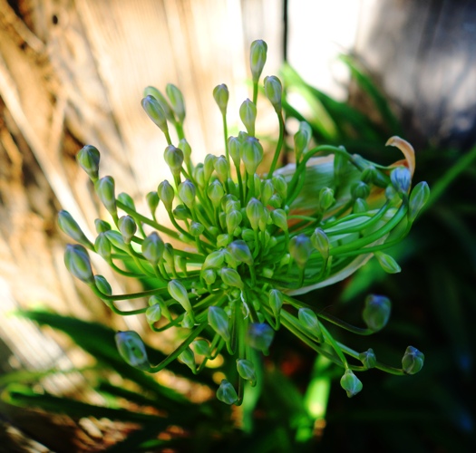 agapanthus, progress, scapes, growing progress, backyard, pods