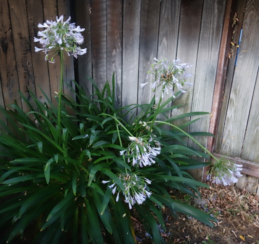 Agapanthus, Flowers Fading, Blooms Falling, Horticulture