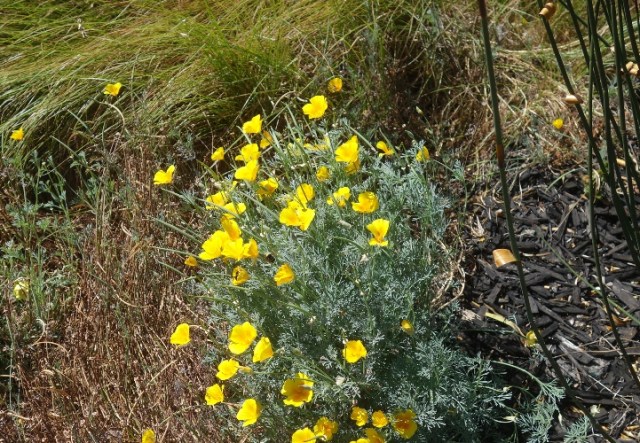 little bees, ZICC, wetlands, office, flowers, poppies
