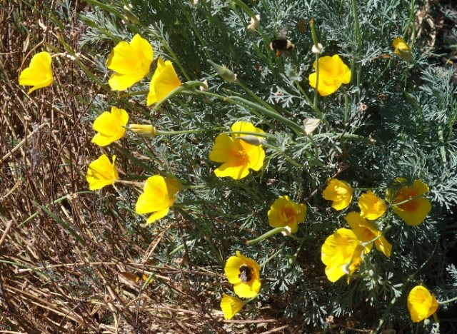 little bees, ZICC, wetlands, office, flowers, poppies