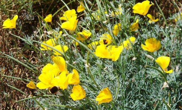 little bees, ZICC, wetlands, office, flowers, poppies