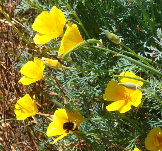 little bees, ZICC, wetlands, office, flowers, poppies