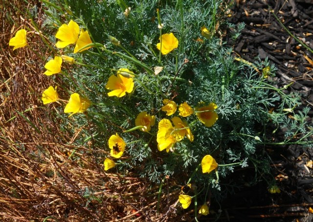 little bees, ZICC, wetlands, office, flowers, poppies