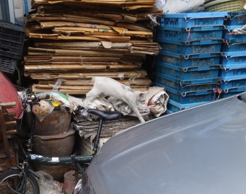 Siamese Cats, Bangkok, Siam, stray cats, temples, flower market