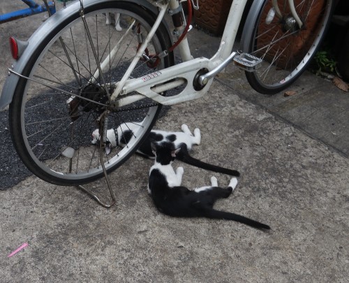 Siamese Cats, Bangkok, Siam, stray cats, temples, flower market