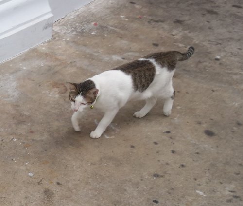 Siamese Cats, Bangkok, Siam, stray cats, temples, flower market