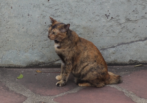 Siamese Cats, Bangkok, Siam, stray cats, temples, flower market