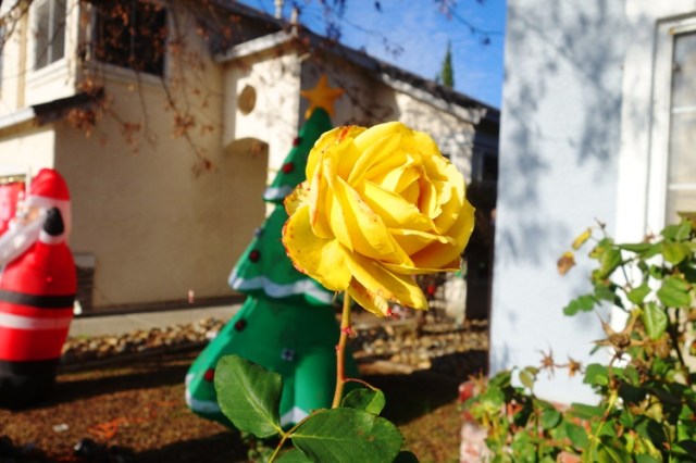 end of year, winter roses, yellow roses, December roses