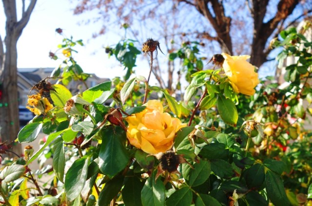 end of year, winter roses, yellow roses, December roses