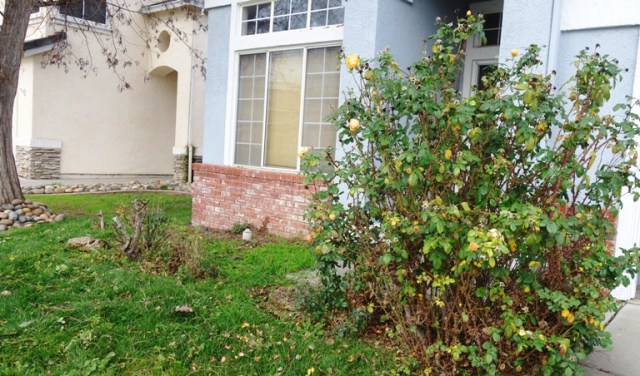 roses, pruning, front yard, rose garden, yard work