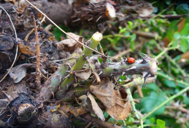roses, pruning, front yard, rose garden, yard work