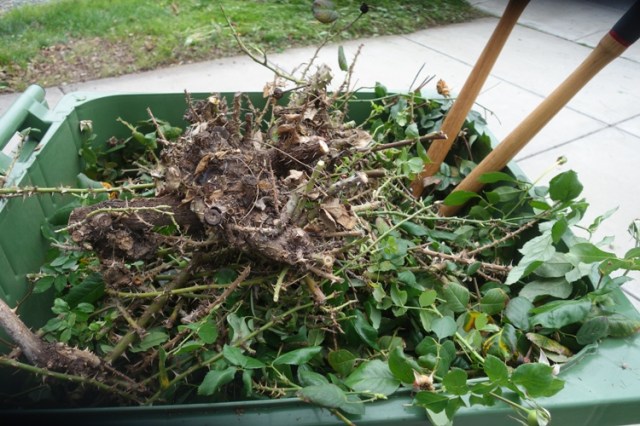 roses, pruning, front yard, rose garden, yard work