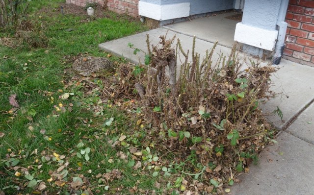 roses, pruning, front yard, rose garden, yard work