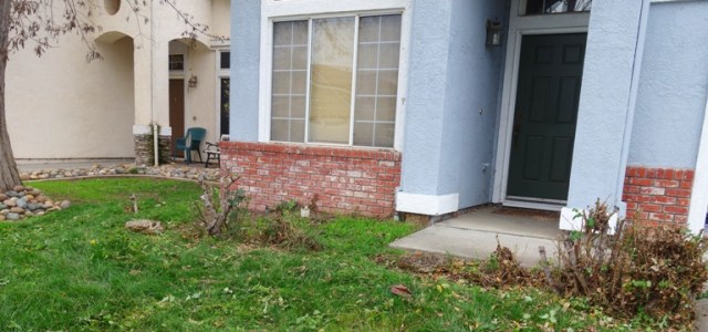 roses, pruning, front yard, rose garden, yard work