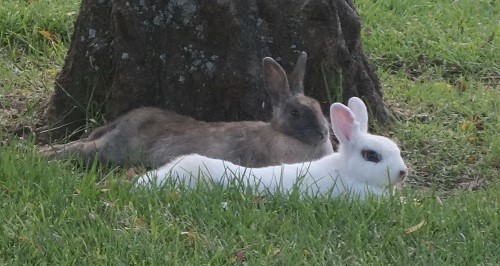 hotel, south africa, johannesburg, Fairway, golf course