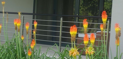 fairway hotel, flora and fauna, golf, flowers