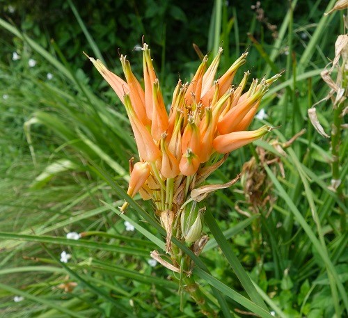 fairway hotel, flora and fauna, golf, flowers