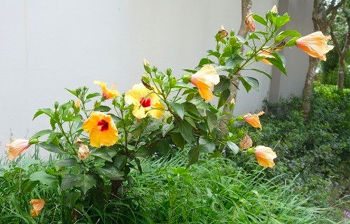 fairway hotel, flora and fauna, golf, flowers