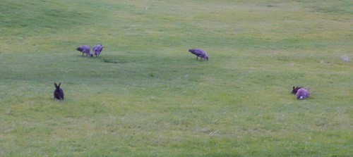 fairway hotel, flora and fauna, golf, flowers