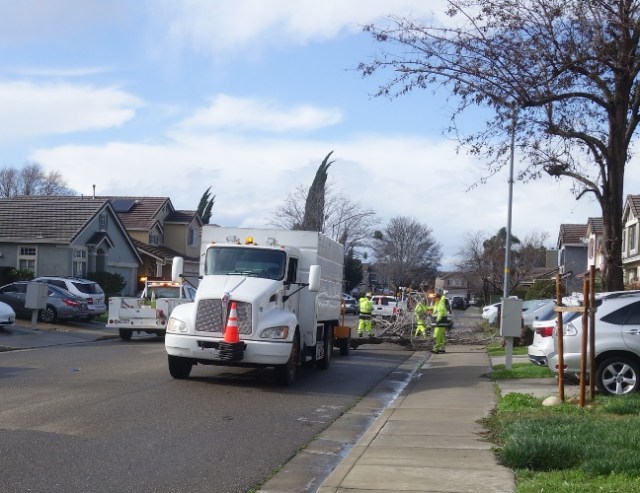 Windy day, tree down, fallen tree, winter storm, tree clean up