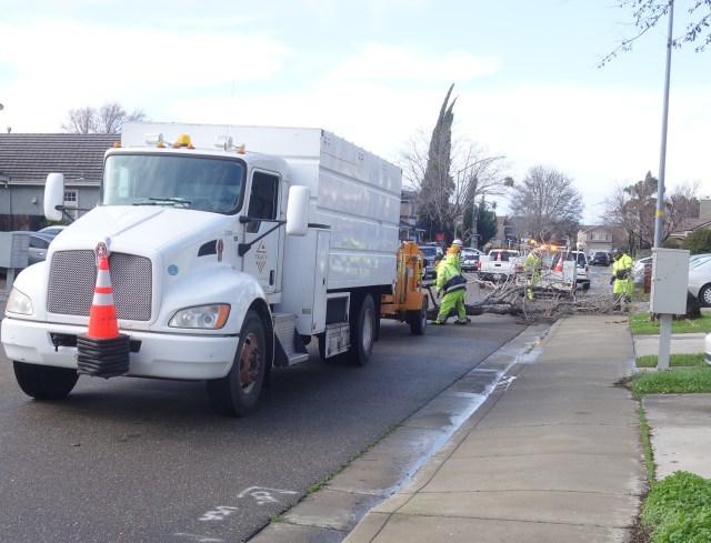 Windy day, tree down, fallen tree, winter storm, tree clean up