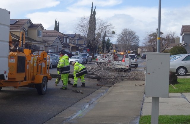 Windy day, tree down, fallen tree, winter storm, tree clean up