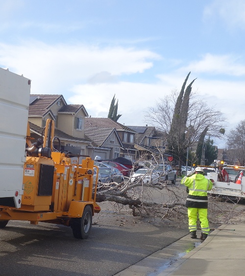 Windy day, tree down, fallen tree, winter storm, tree clean up