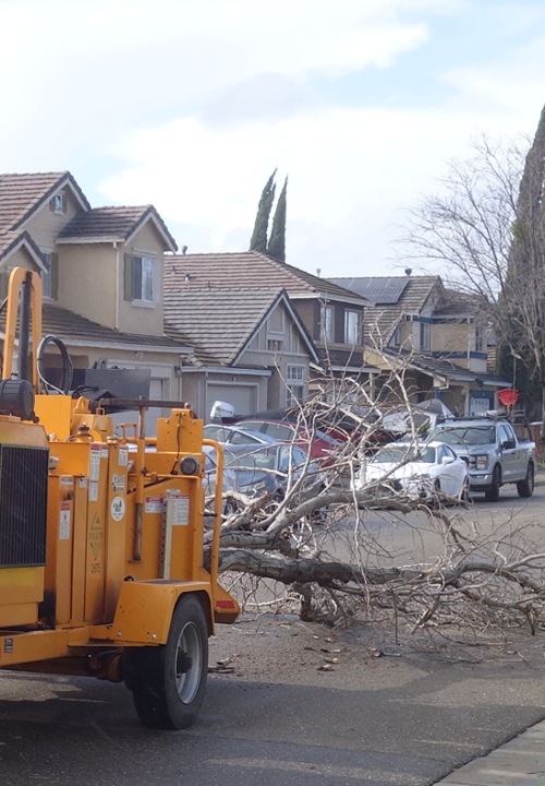 Windy day, tree down, fallen tree, winter storm, tree clean up