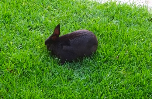 hotel, food, rabbit, sunset, broken chair